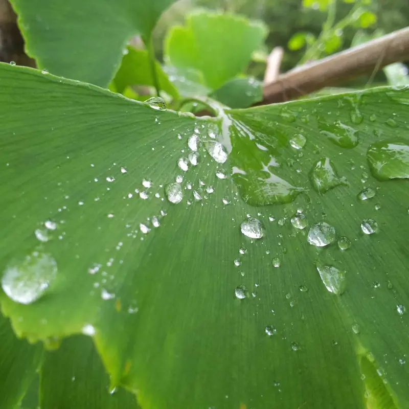 蜘蛛池 长尾词排名